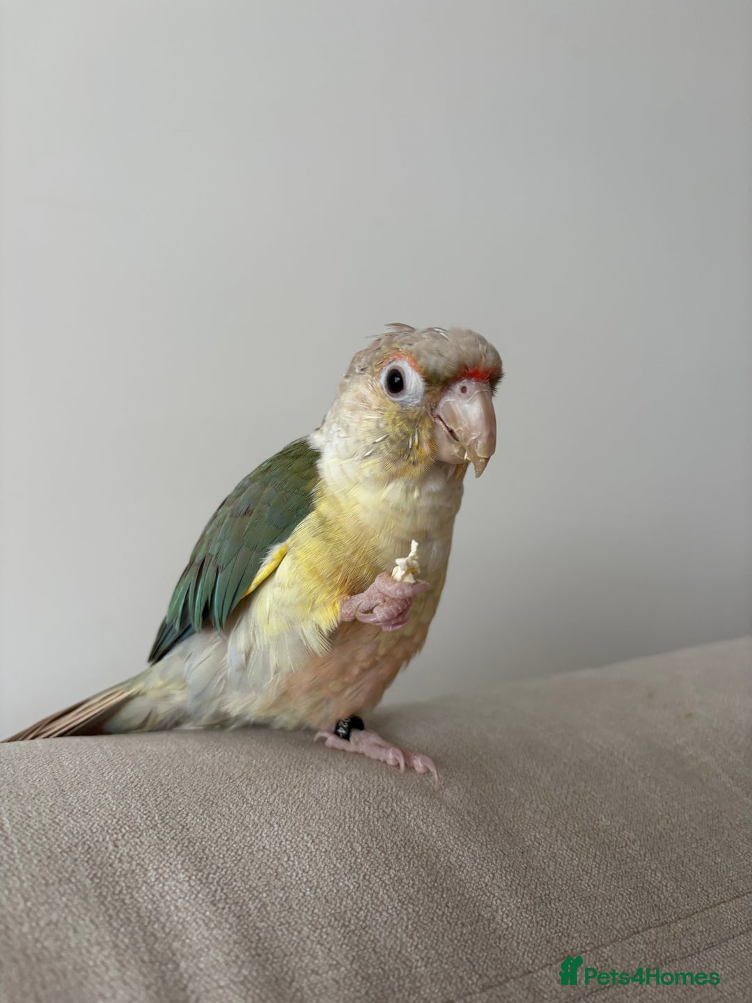 Conures birds for sale: Pineapple Conure  - Advert 1