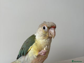 Conures birds Pineapple Conure - Advert 1
