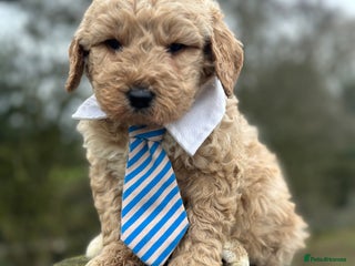 Mixed Breed dogs F1B STANDARD PRA CLEAR STBERNADOODLE - Advert 1