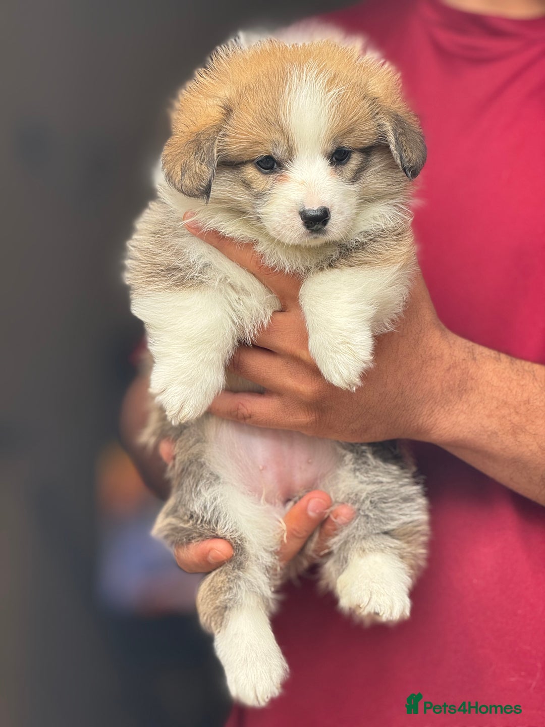 Welsh Corgi Pembroke dogs for sale:  Corgi Pembroke puppies available to loving homes - Image 11
