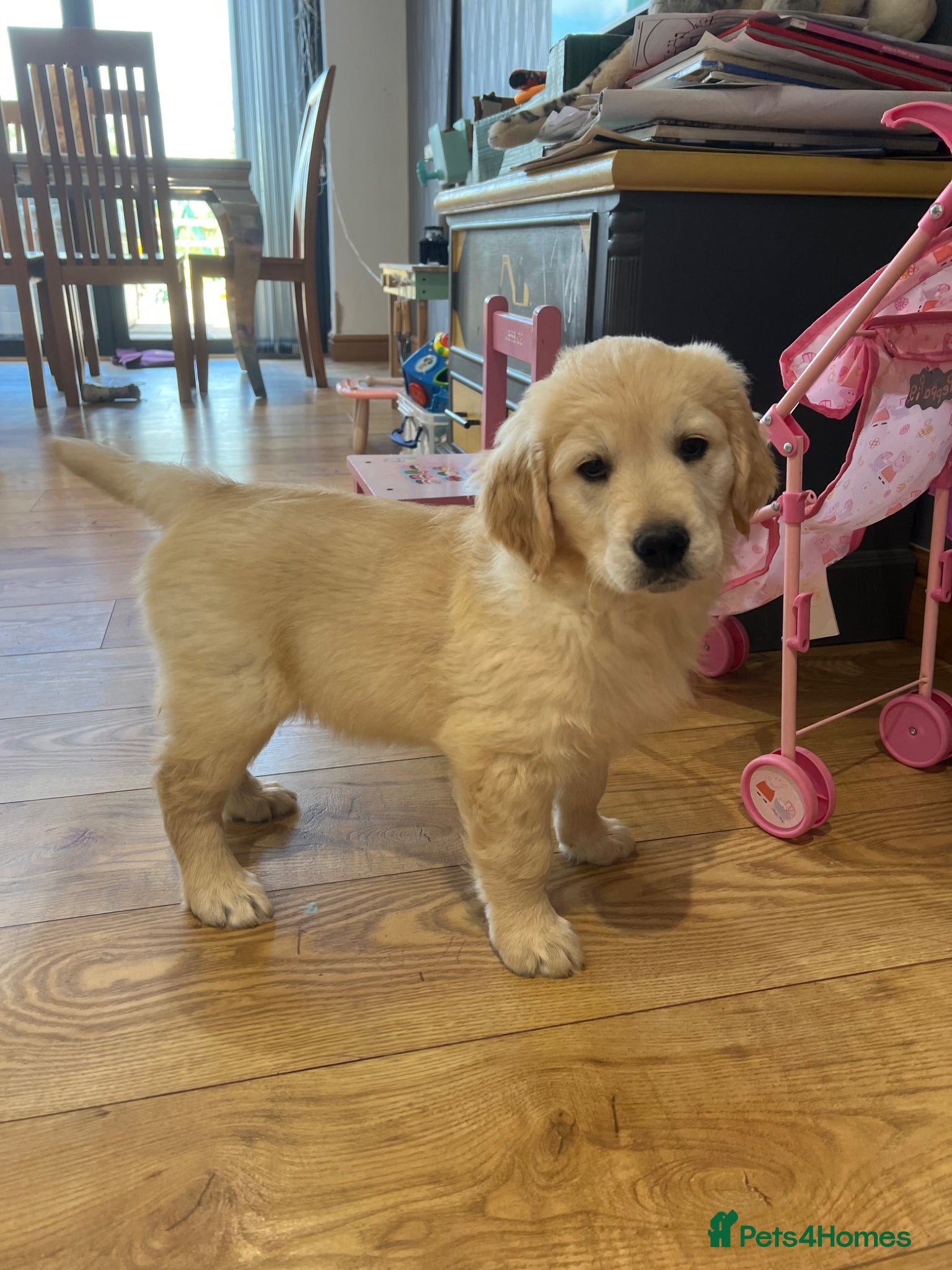 Golden Retriever dogs *READY NOW! SHOW QUALITY KC REG GOLDEN RETRIEVERS* - Advert 15