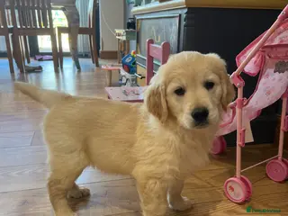 Golden Retriever dogs *READY NOW! SHOW QUALITY KC REG GOLDEN RETRIEVERS* - Advert 13