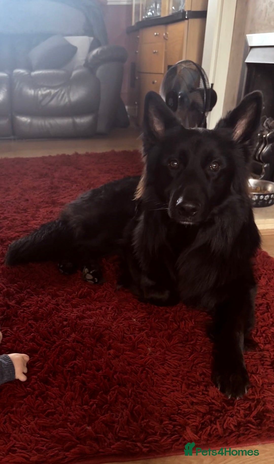 German Shepherd dogs for sale: German Shepherd Puppies - Advert 11