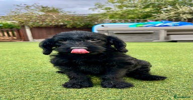 Labradoodle dogs in Lydbury North - Advert 2