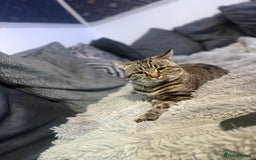 American Shorthair cats for sale: Loki male  - Advert 4