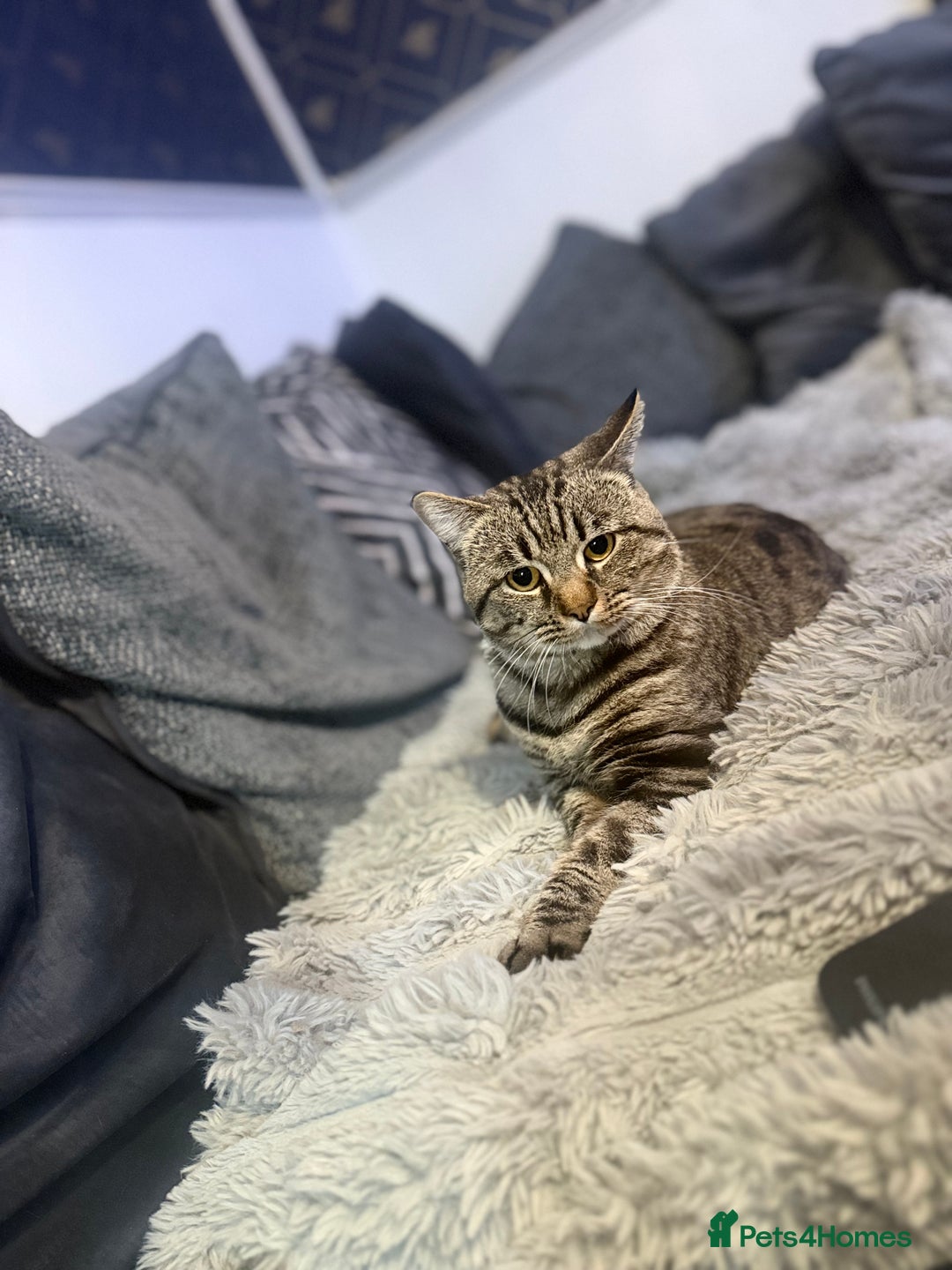 American Shorthair cats for sale: Loki male  - Advert 4