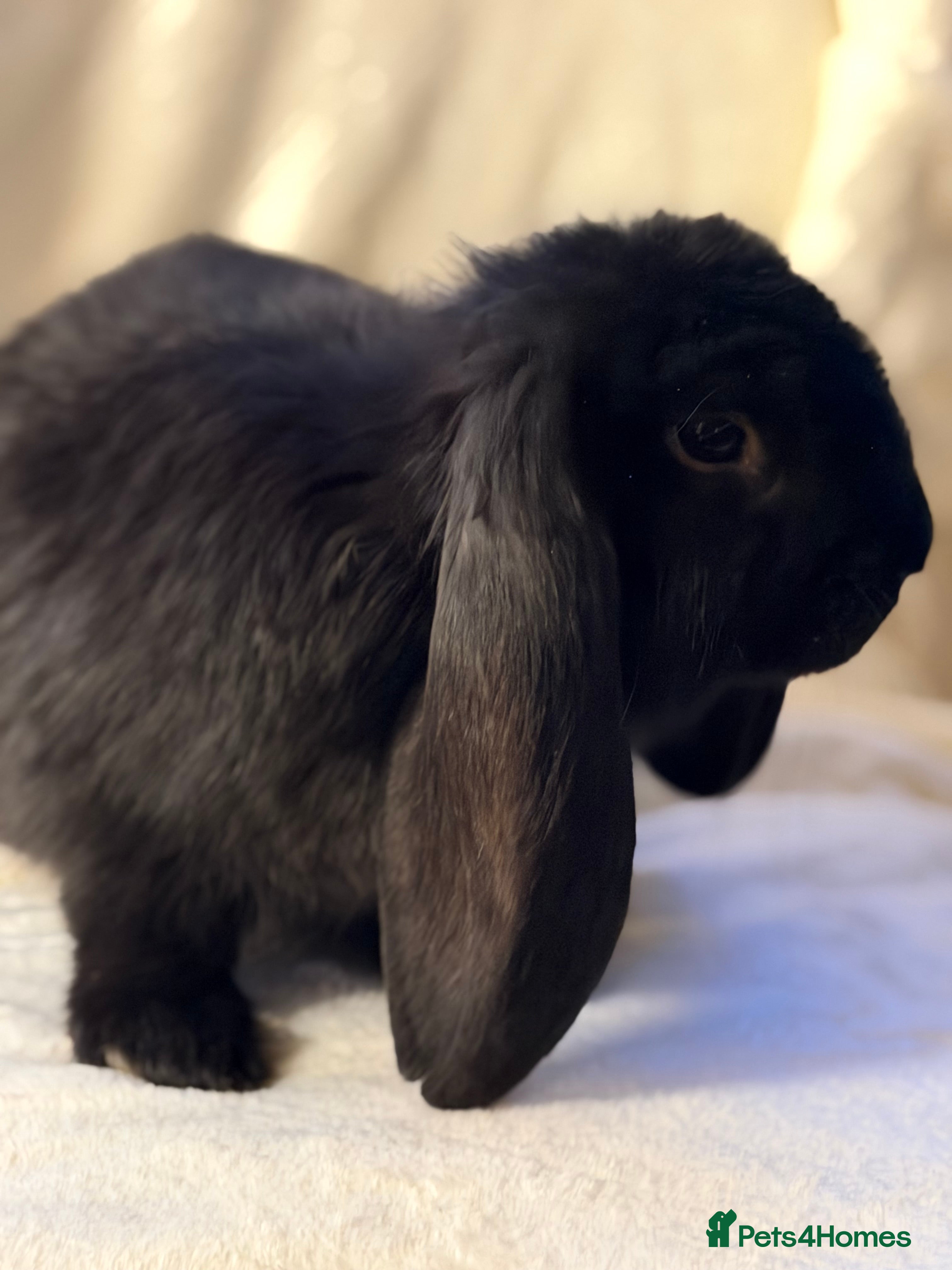 French Lop rabbits Gorgeous French lop babies  - Advert 4