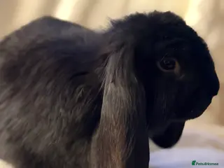 French Lop rabbits Gorgeous French lop babies - Advert 1