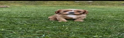 Cavalier King Charles Spaniel dogs for sale: KCR Cavalier King Charles Spaniel Puppies - Advert 36