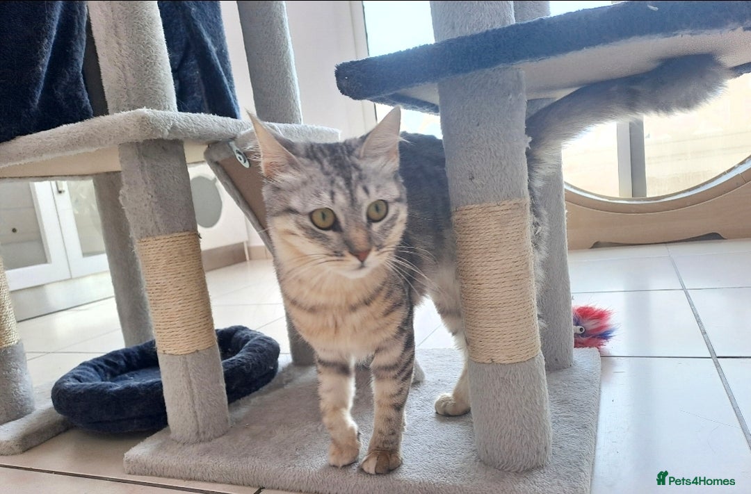 Mixed Breed cats for adoption: Aria - A Lovely & Cuddly Princess - Image 9