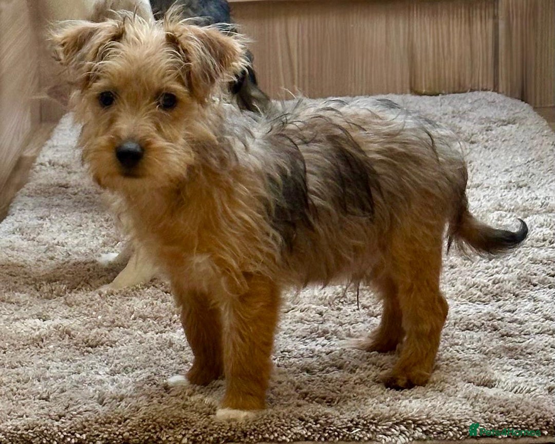 Jack Russell dogs for sale: Jack Russell Puppies… - Advert 27