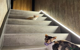 Cornish Rex cats for sale: Beautiful girls  - Image 7