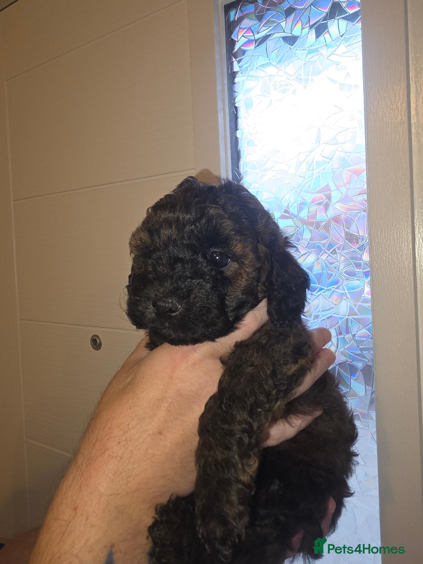 Shihpoo dogs READY TO LEAVE Three male shihpoo puppies  - Advert 13