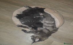 Maine Coon cats for sale: Maine Coon kittens  - Advert 33
