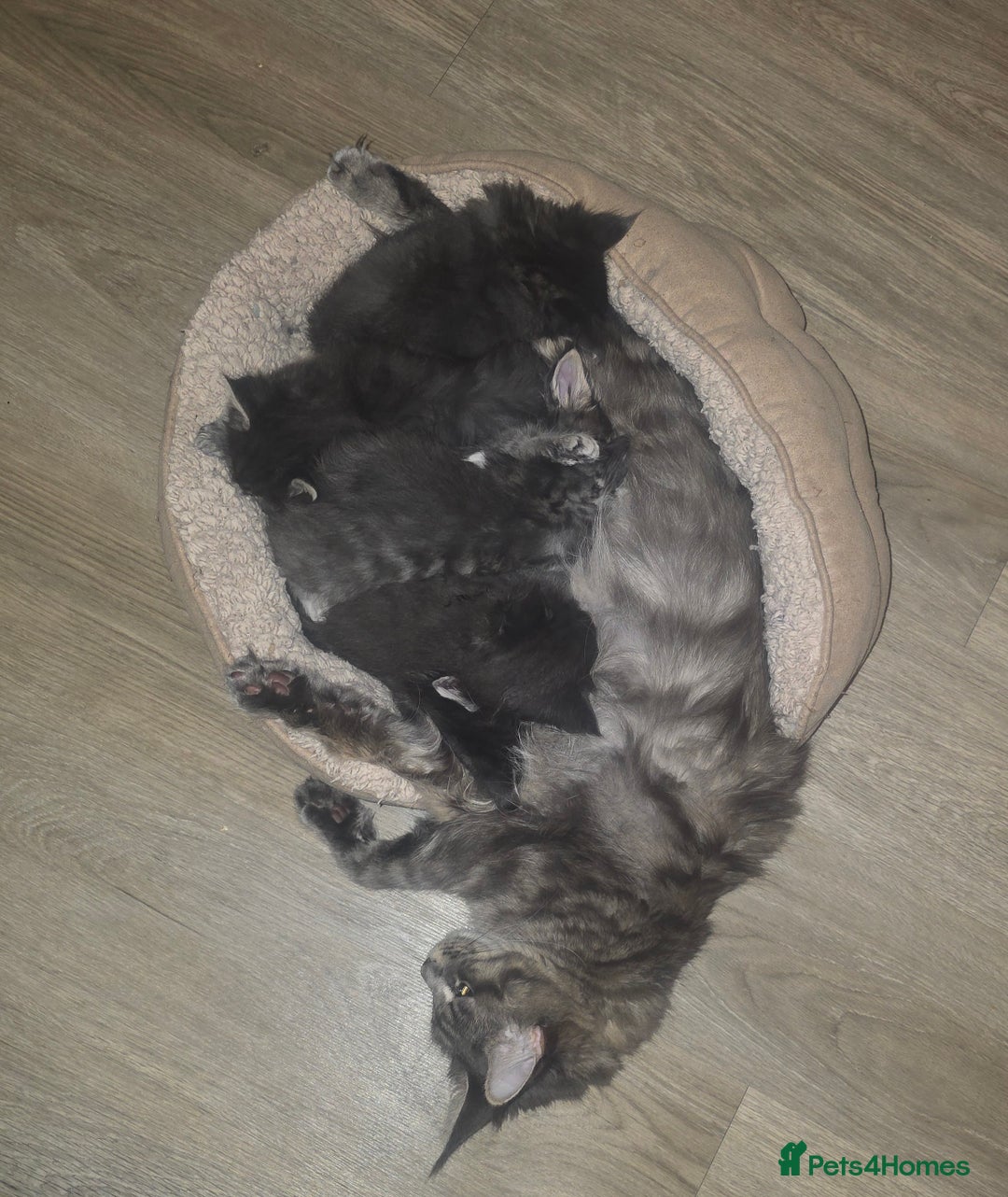 Maine Coon cats for sale: Maine Coon kittens  - Advert 33
