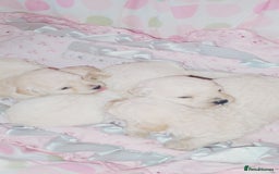 Miniature Poodle dogs for sale: Miniature poodle  - Image 1