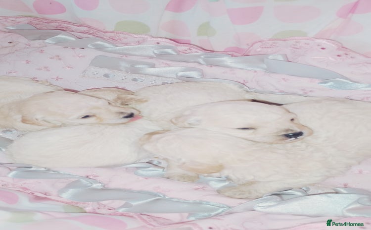 Miniature Poodle dogs - Advert 15