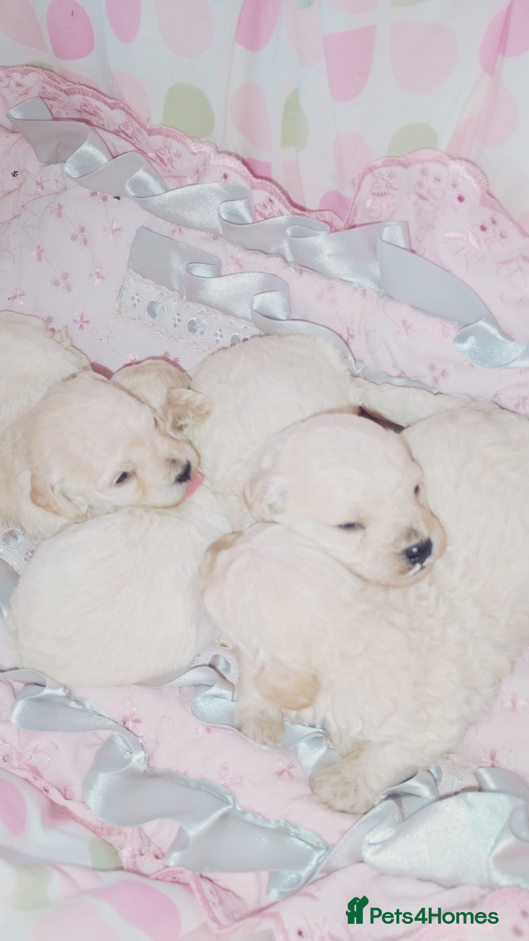 Miniature Poodle dogs for sale: Miniature poodle  - Image 1