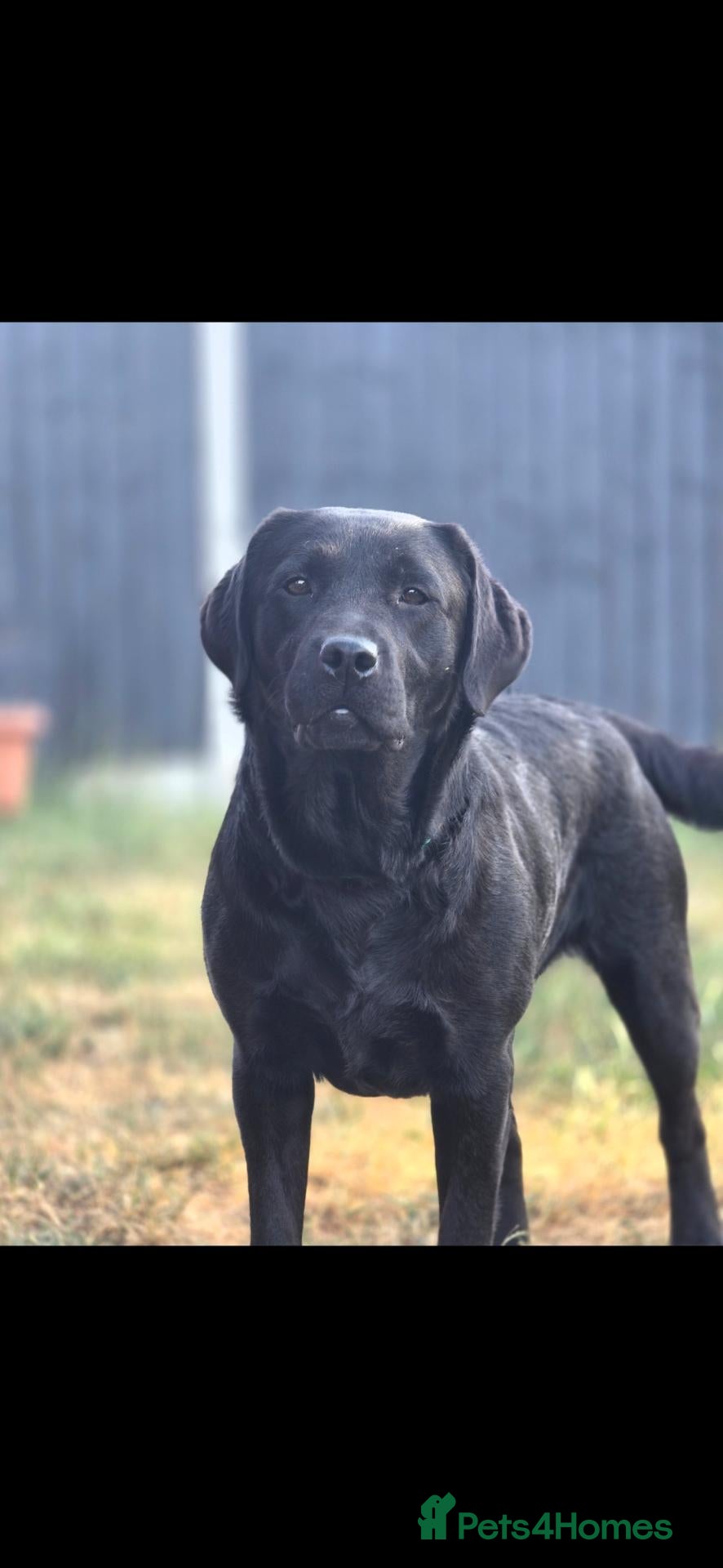 Labrador Retriever dogs 2 Year Old Labrador  - Advert 3