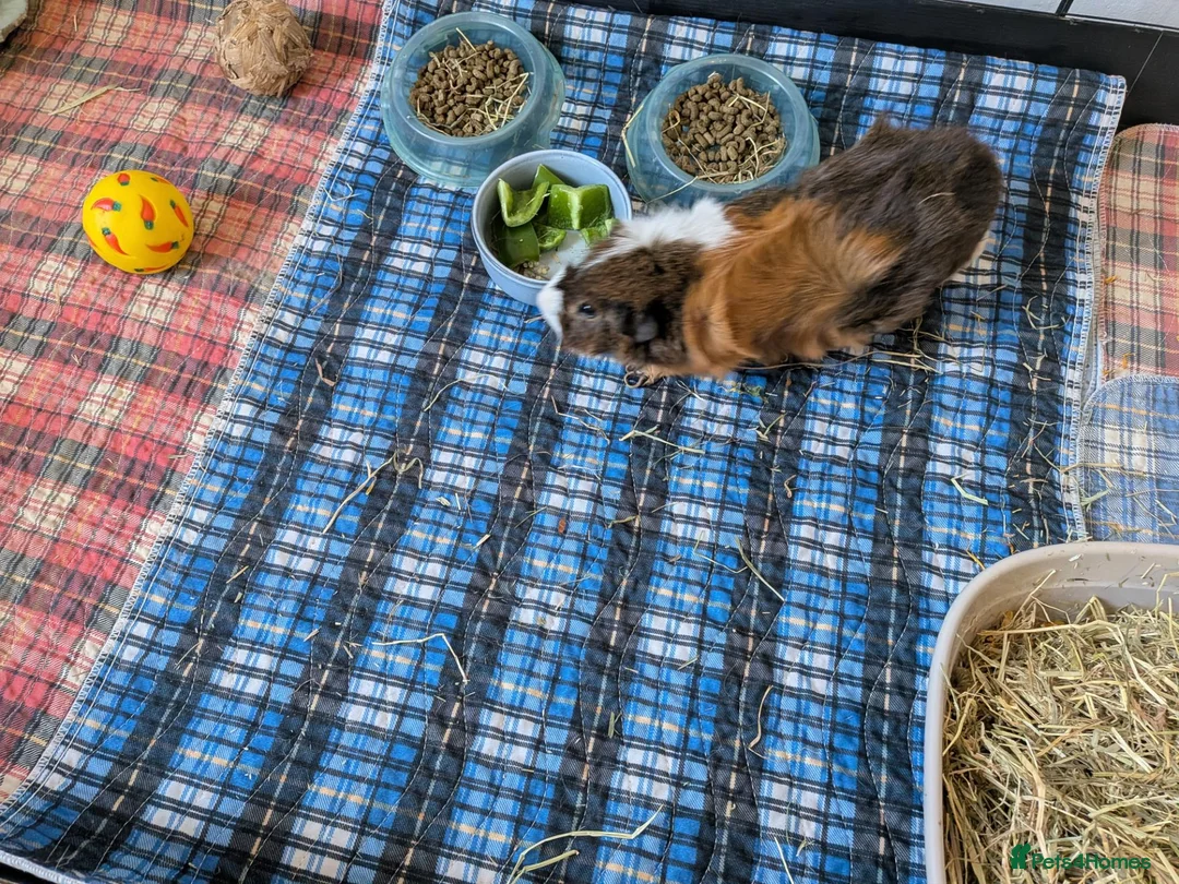 Guinea Pig rodents for sale: Pair of Guinea Pig Males For Sale in Stockport - Advert 2