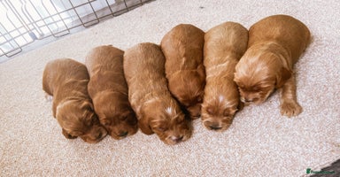 Cockapoo dogs - Advert 5