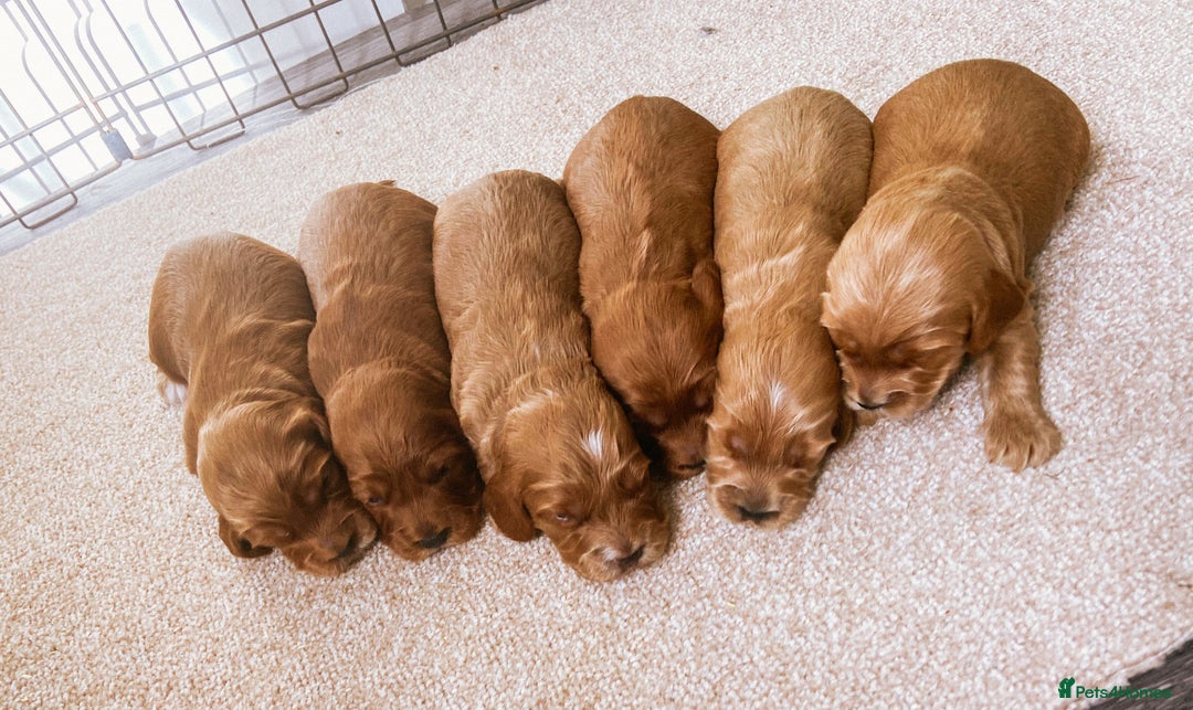 Cockapoo dogs for sale: Fox red Cockapoo pups  - Image 2