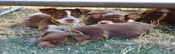 Jack Russell dogs for sale: Mini Jack Russel Terriers - Advert 21