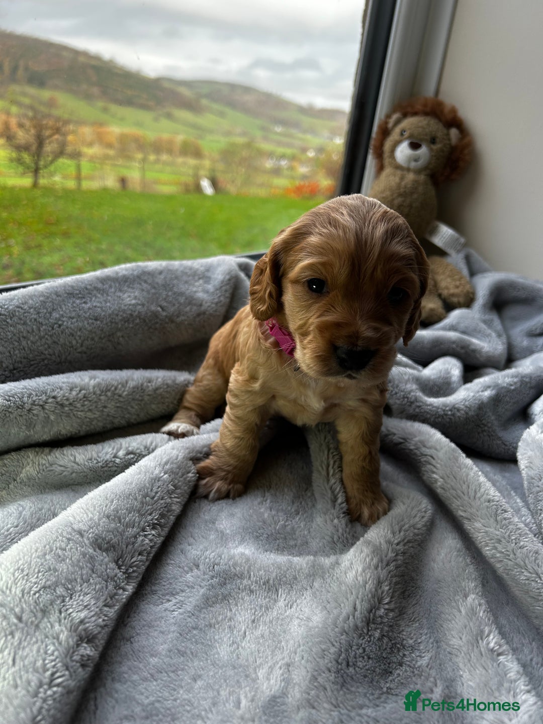 Cocker Spaniel dogs for sale: ✨ Cuddles Await from our Cocker Spaniel Pups  - Advert 33