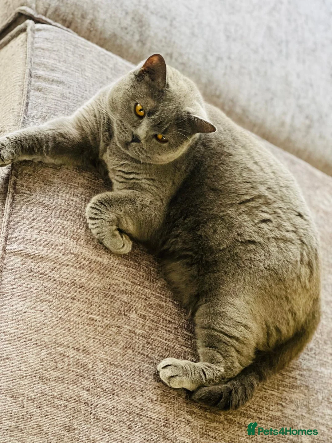 British Shorthair cats for sale: BRITISH SHORTHAIR FEMALE - Advert 4