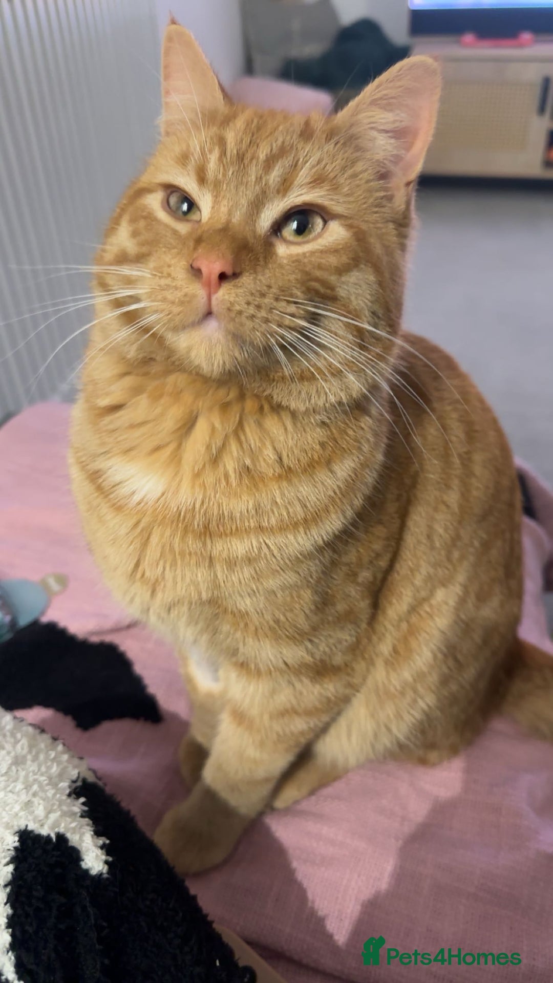 Mixed Breed cats for sale: 1 year old Ginger Male - Image 2