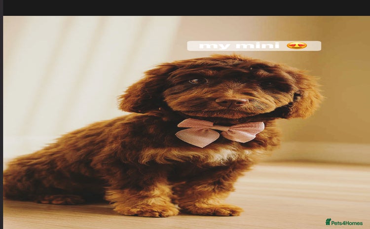 Cockapoo dogs - Advert 20