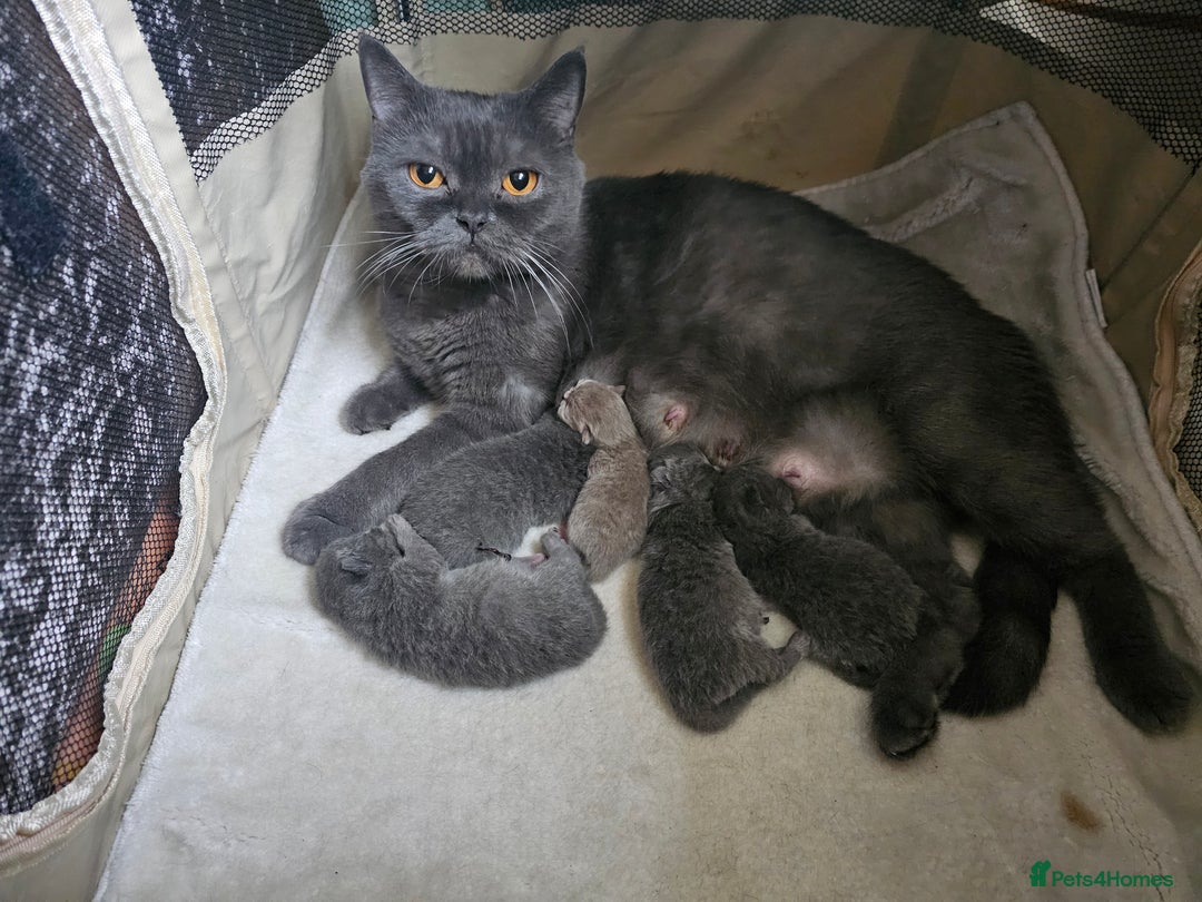 British Shorthair cats for sale: Purebred  British shorthair kittens  - Advert 14