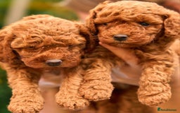 Cavachon dogs for sale: Cavapoochon Puppies Ready 19th September - Image 11