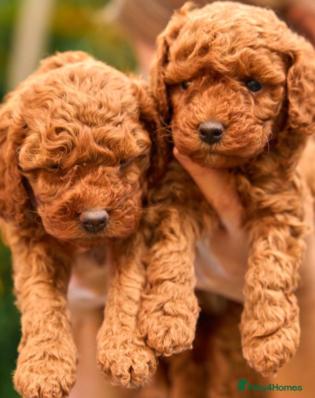 Cavachon dogs for sale: Cavapoochon Puppies Ready 19th September - Image 11