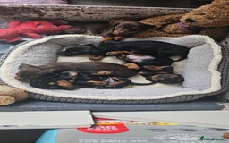 Miniature Dachshund dogs for sale: Puppy 1 boy Black & Tan  - Image 17