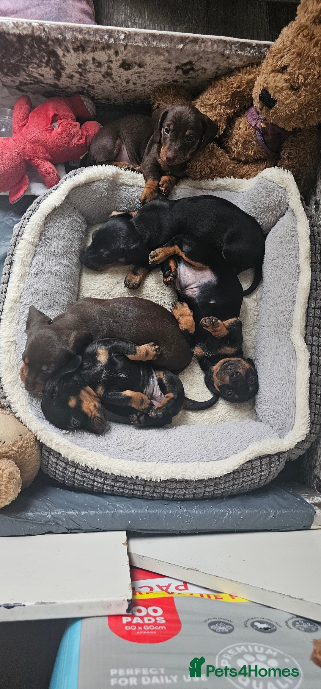 Miniature Dachshund dogs for sale: Puppy 1 boy Black & Tan  - Image 17
