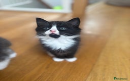 Mixed Breed cats for sale: 2 girl kittens - Image 3