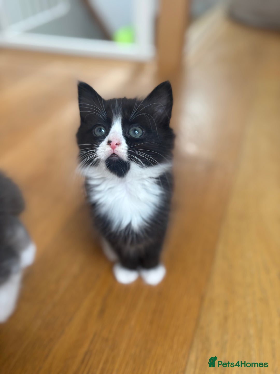Mixed Breed cats for sale: 2 girl kittens - Image 3