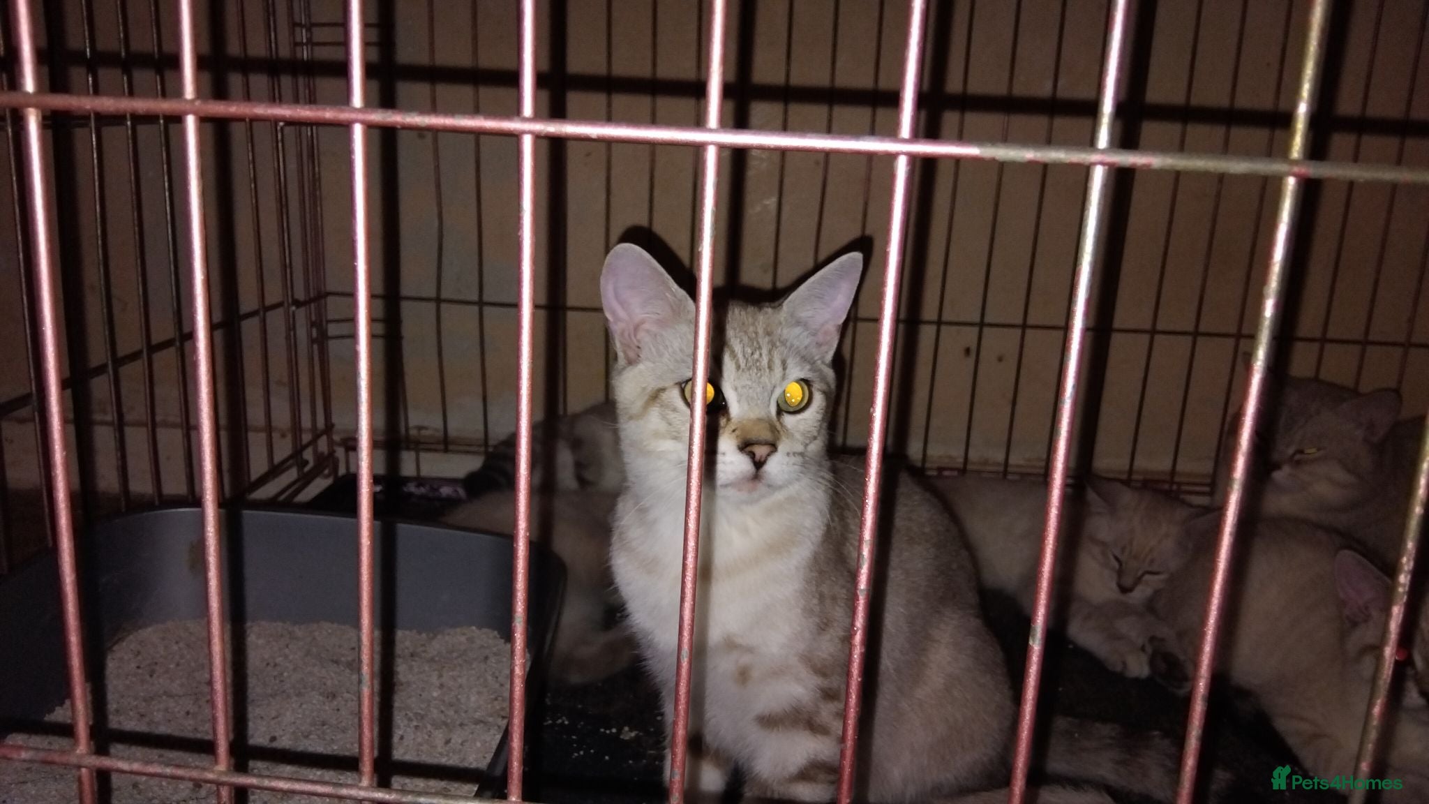 Mixed Breed cats Kittens for rehoming  - Advert 2