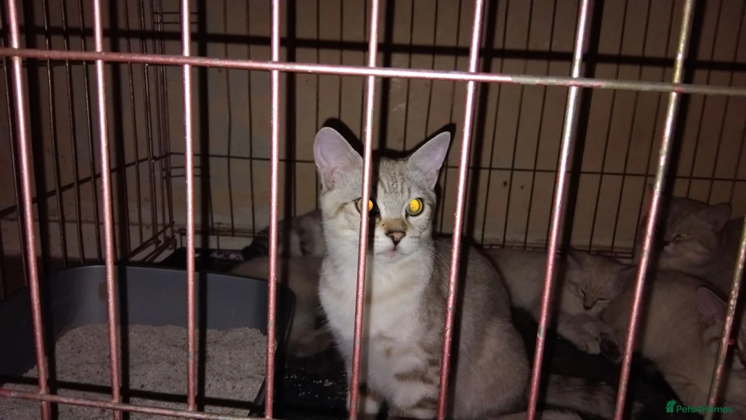 Mixed Breed cats for sale: Kittens for rehoming  in Dunfermline - Advert 1