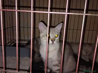 Mixed Breed cats Kittens for rehoming - Advert 2