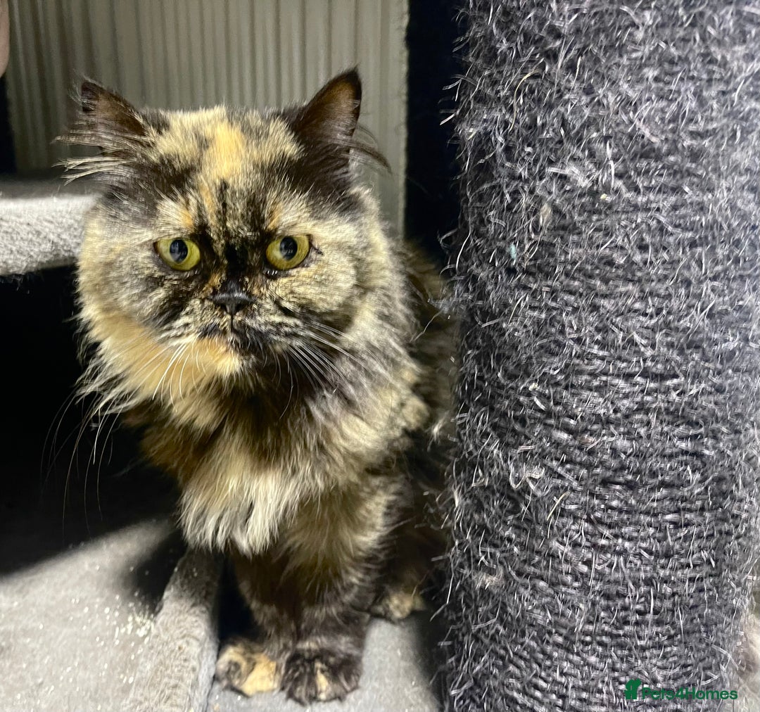 Persian cats for sale: Rare persian adult girl - Image 1