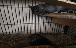 Chinchilla rodents for sale: Chinchilla pair and full set up - Image 4