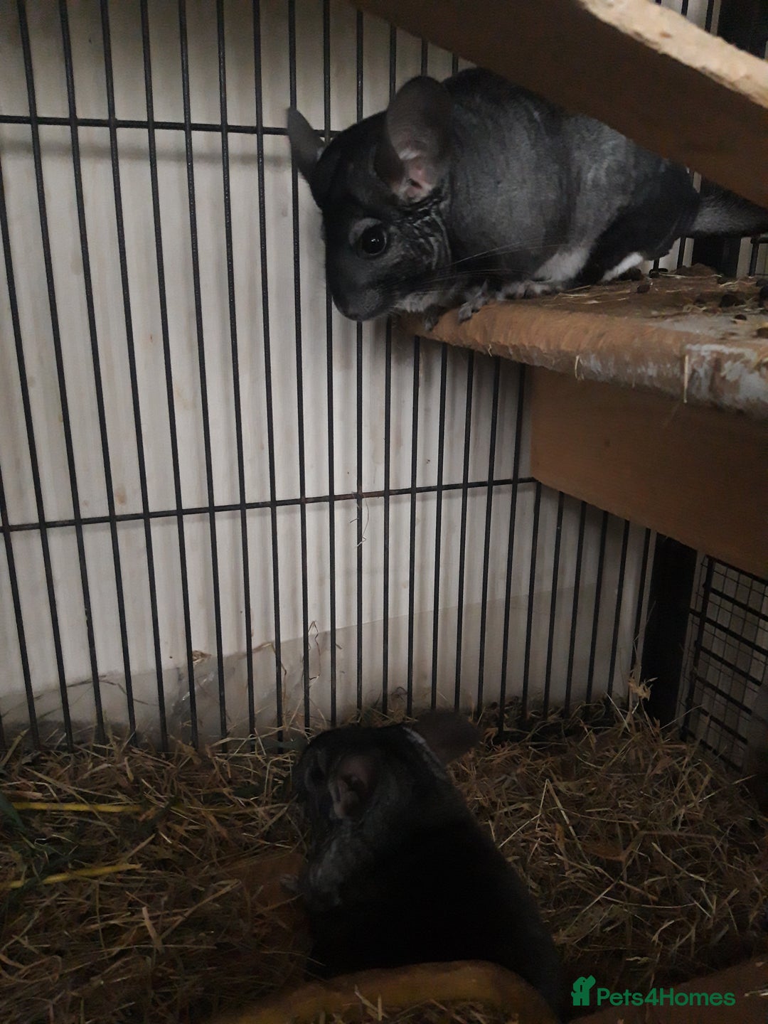 Chinchilla rodents for sale: Chinchilla pair and full set up - Image 4
