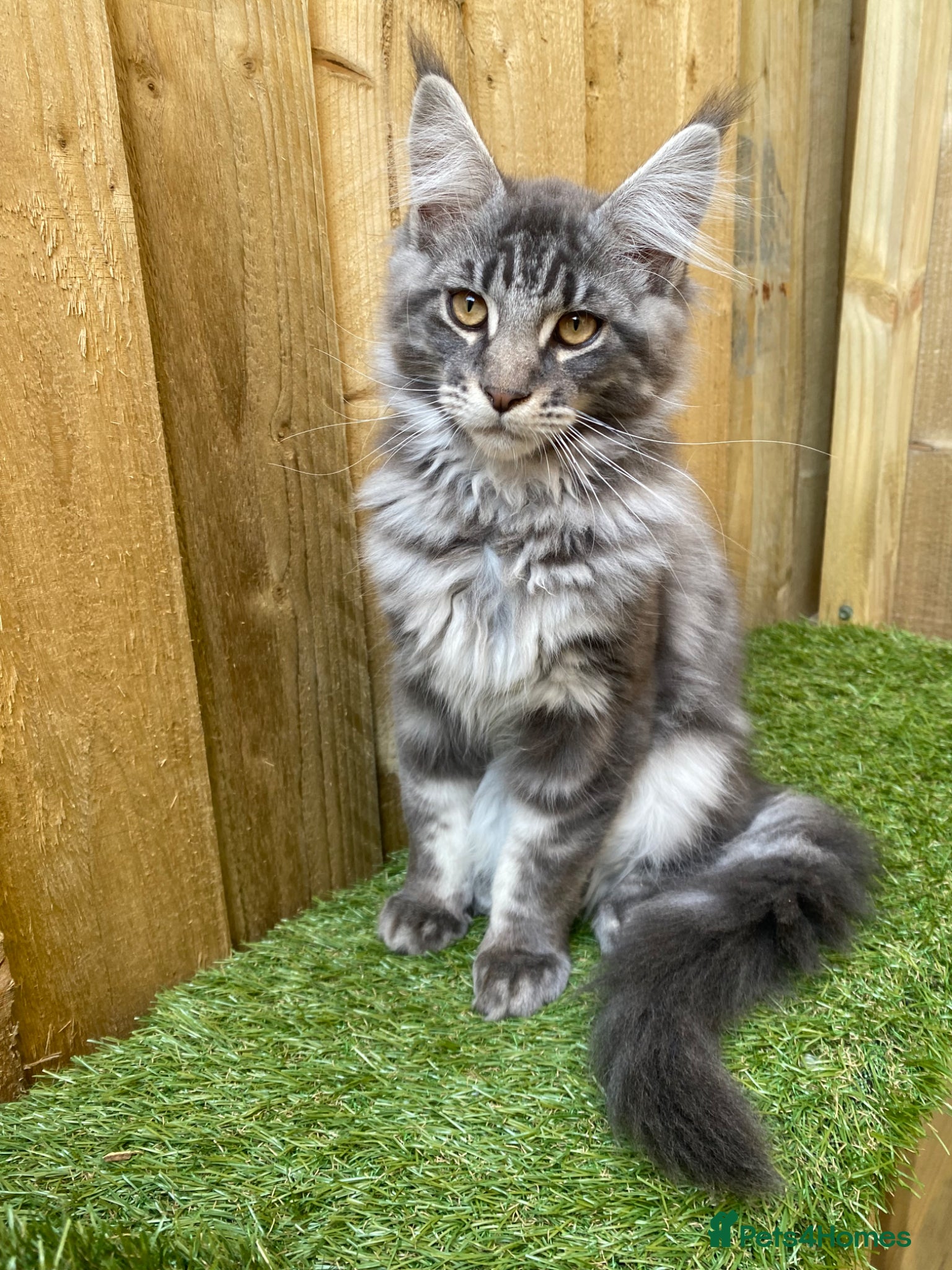 Maine Coon cats for sale: Tica boys available  - Advert 9
