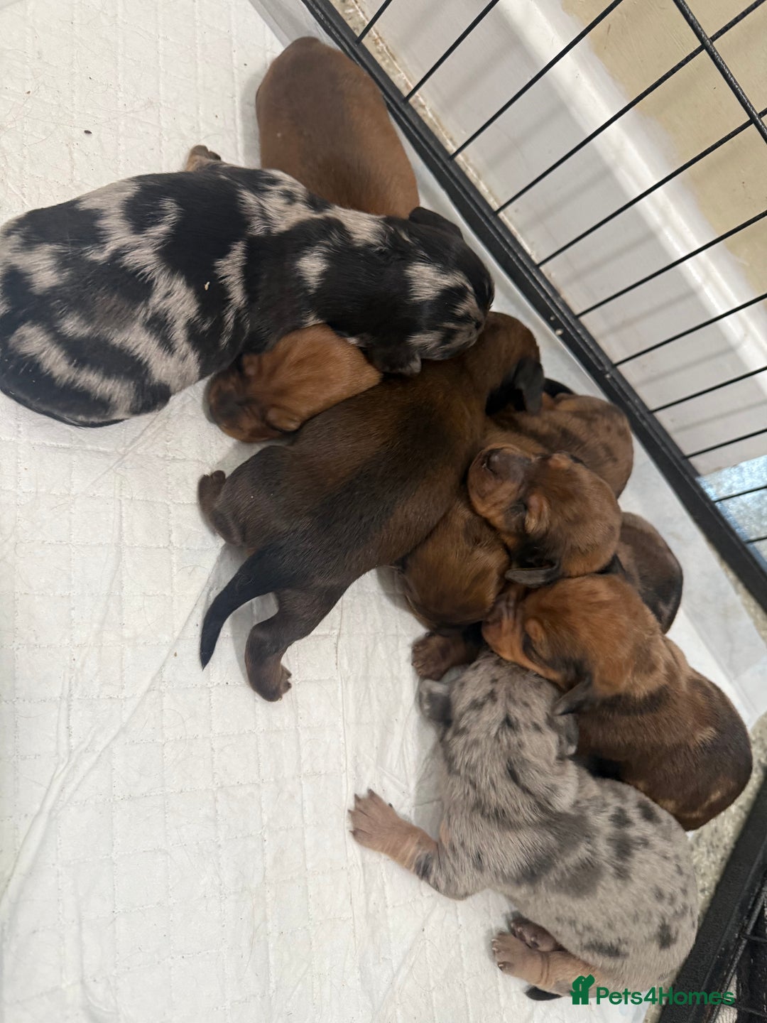 Dachshund dogs for sale: 6 beautiful Dapple Dachshunds left - Image 11