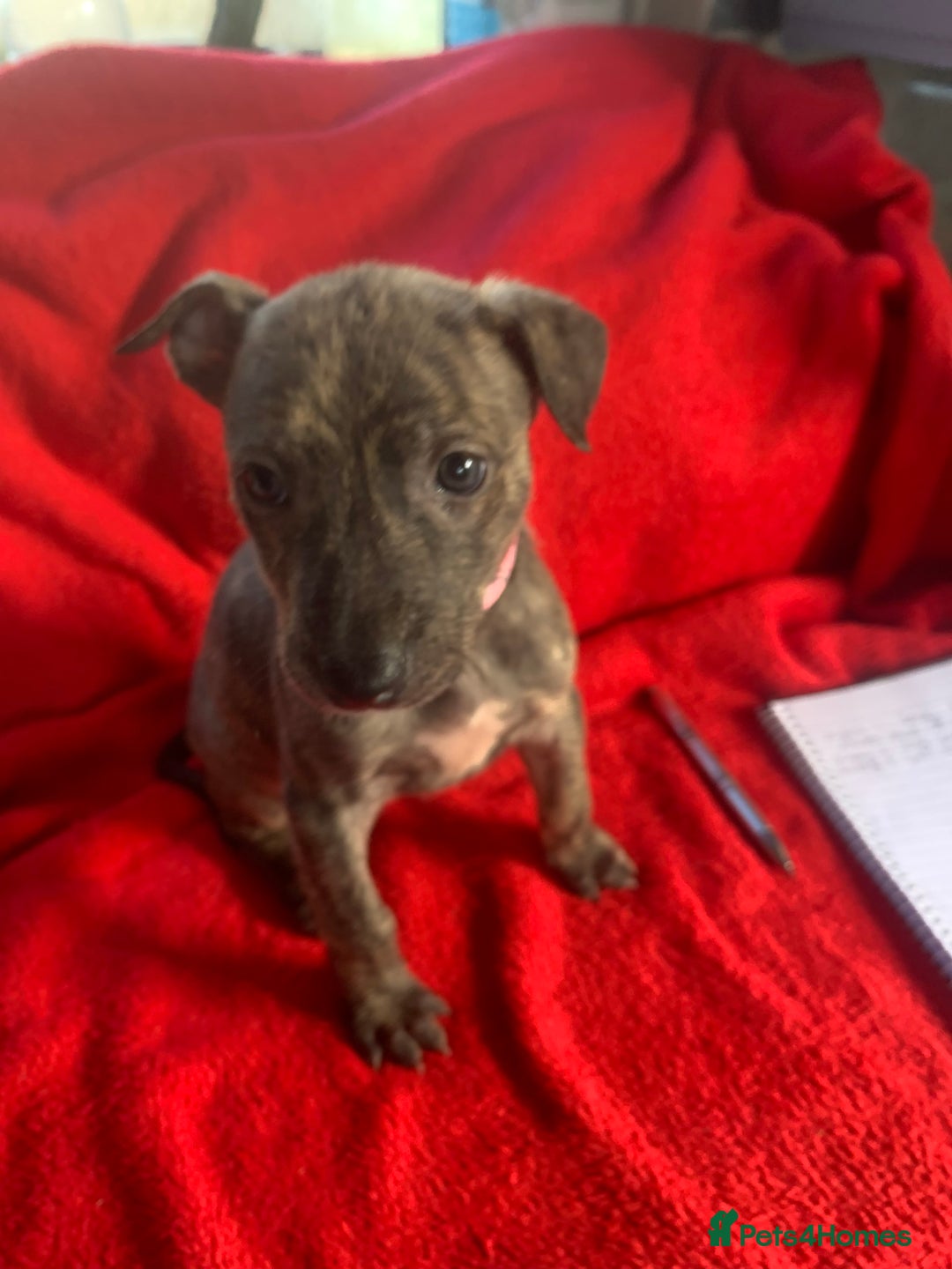 Lurcher dogs for sale: Family friendly pups - Image 11