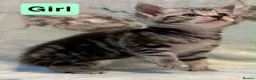 Mixed Breed cats for sale: 5 beautiful kittens for sale  - Advert 3