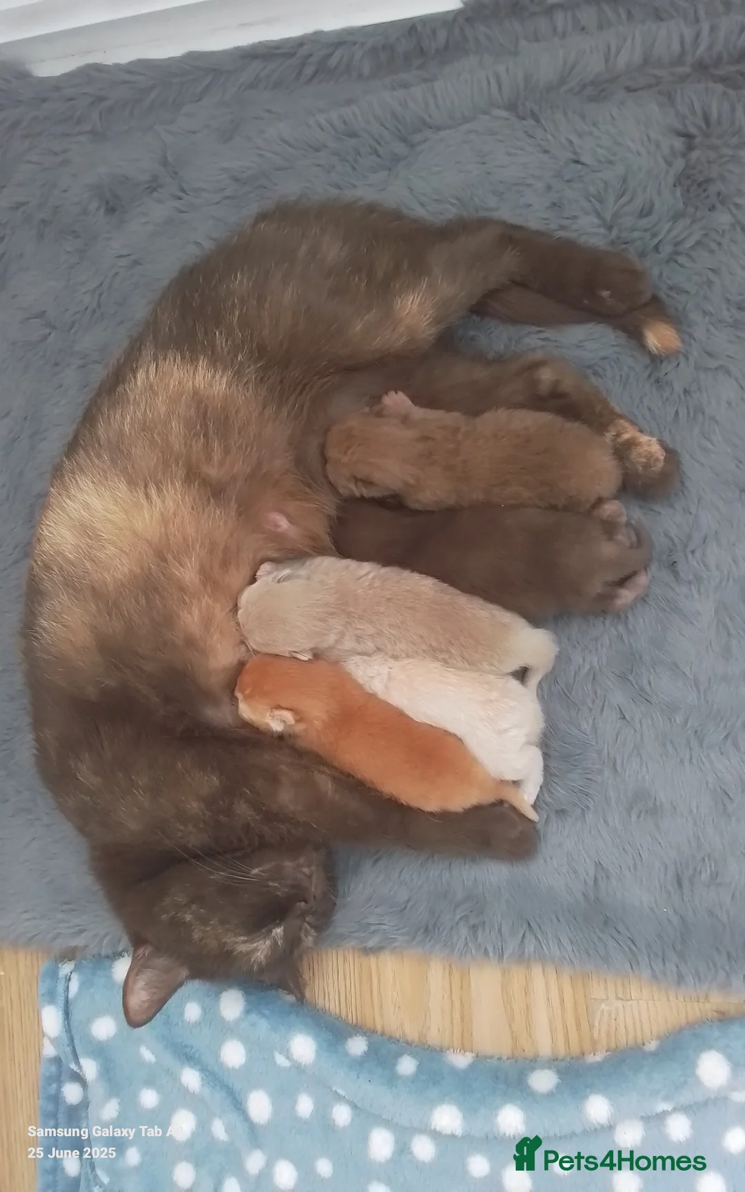 British Longhair cats for stud: British Longhair for Stud - Advert 8