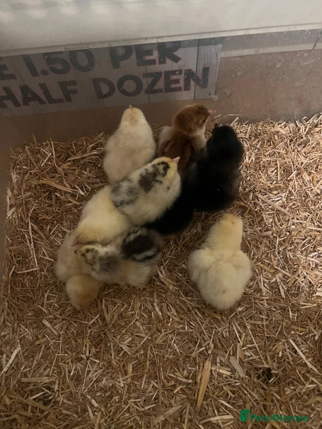 Chickens poultry for sale: 2 sisters of pilkie for sales  - Advert 2